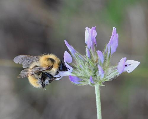 Réf. 234 011 : Bombus pascuorum intermedius